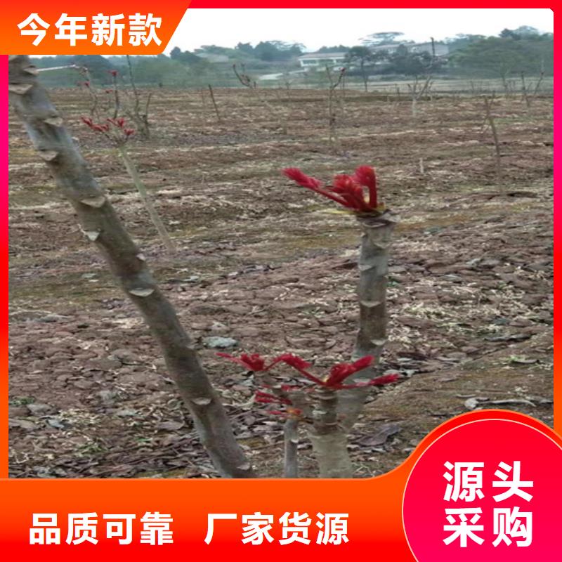 香椿苹果苗现货供应