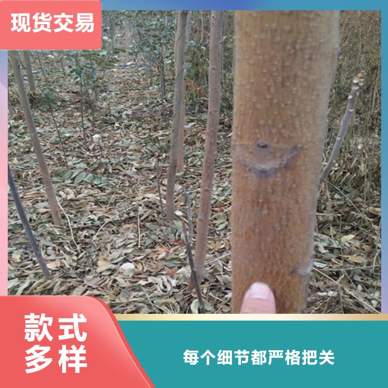 香椿苹果苗一手价格