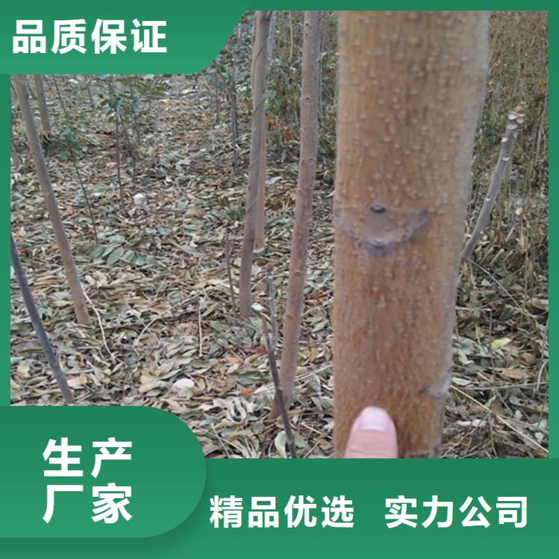 【香椿草莓苗大库存无缺货危机】