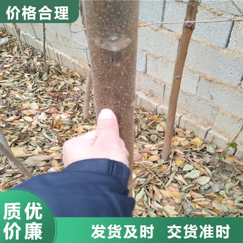 【香椿】西瓜番石榴苗多家仓库发货