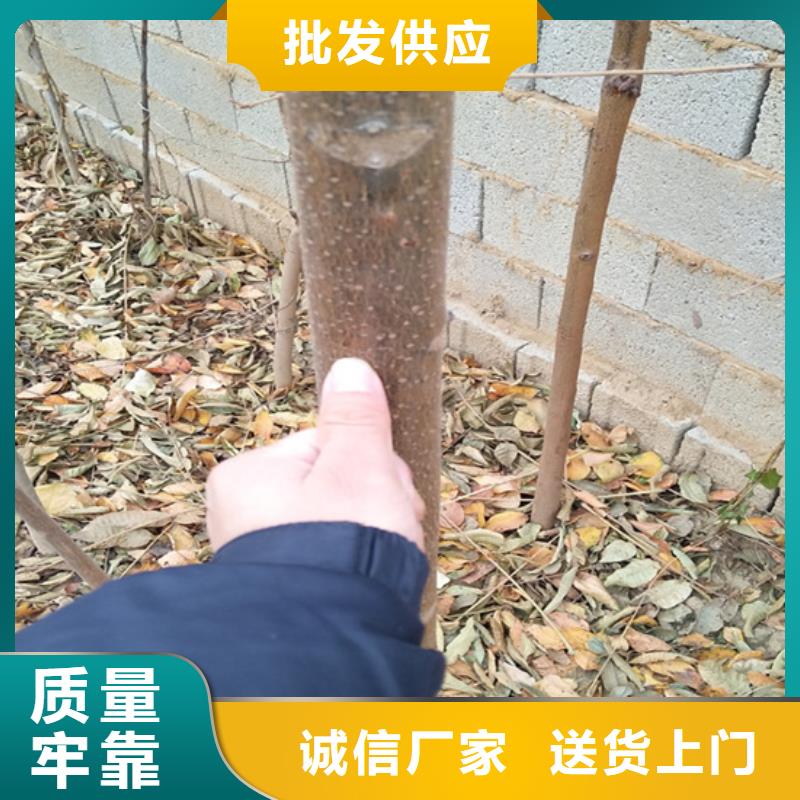 香椿桃树苗定制销售售后为一体