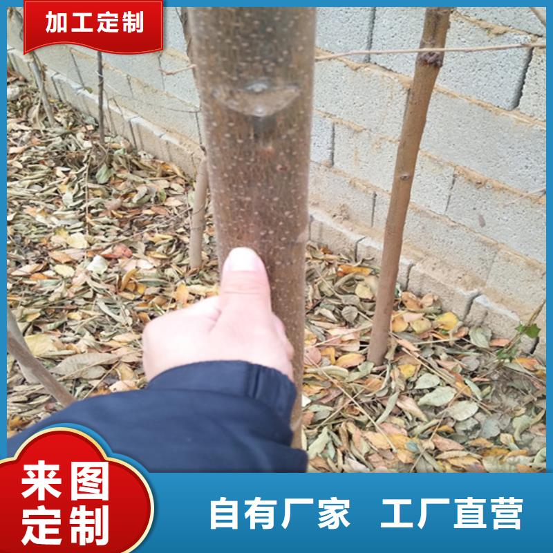 【香椿】樱桃苗支持货到付清