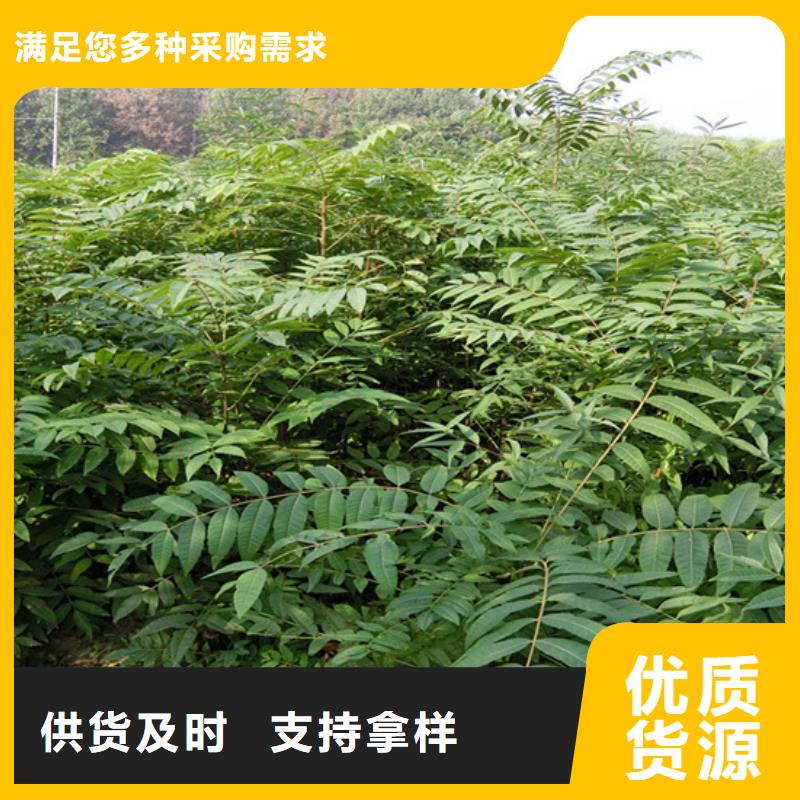 香椿苹果苗用心做好每一件产品