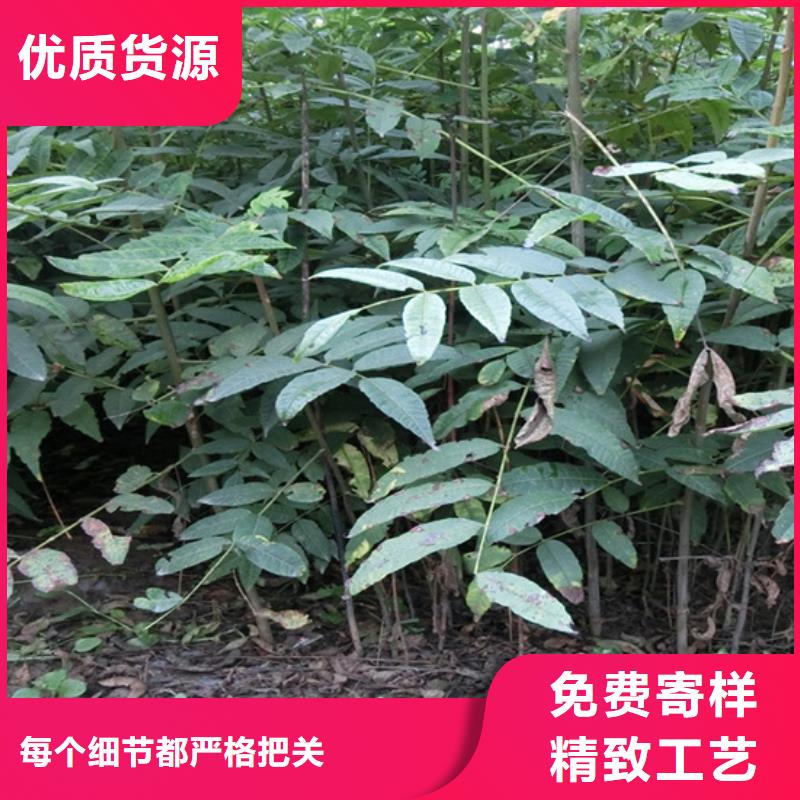 【香椿】板栗苗批发商