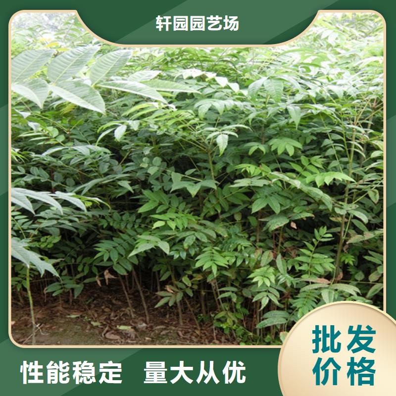 香椿_苹果苗专业按需定制