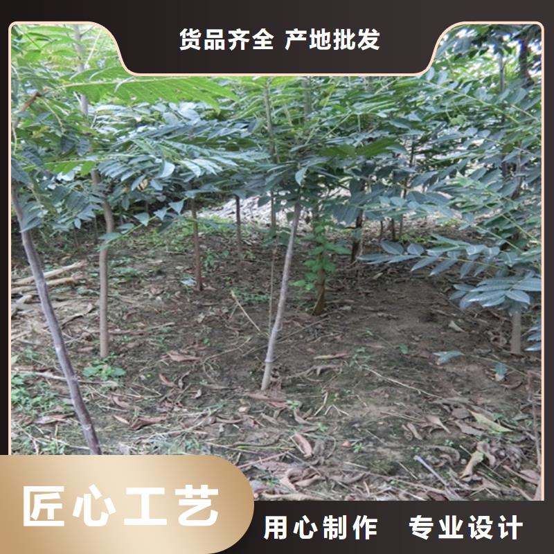 香椿板栗苗源厂定制