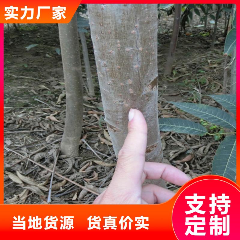 香椿苹果苗货源充足