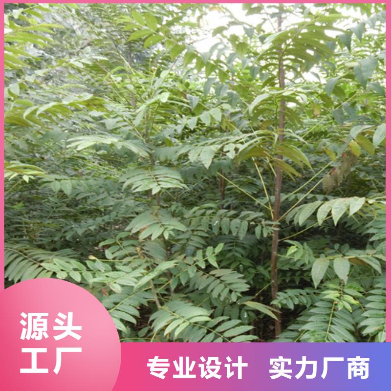 香椿【苹果苗】诚信经营