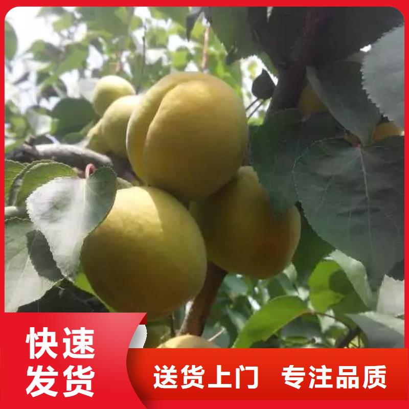 杏无花果苗检验发货