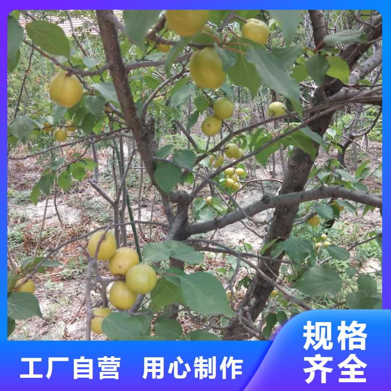 杏【苹果苗】货源直销