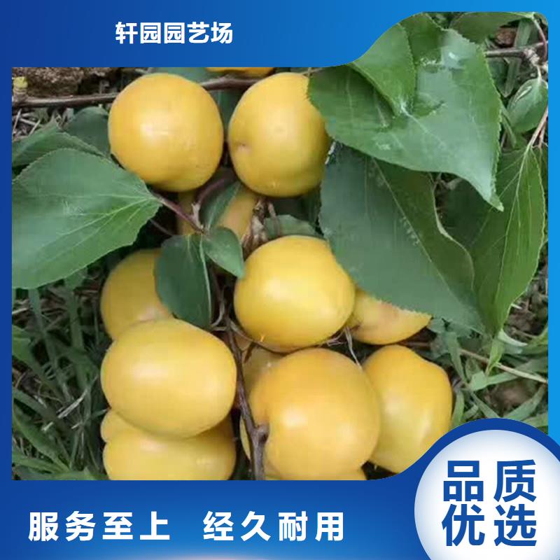 杏无花果苗检验发货