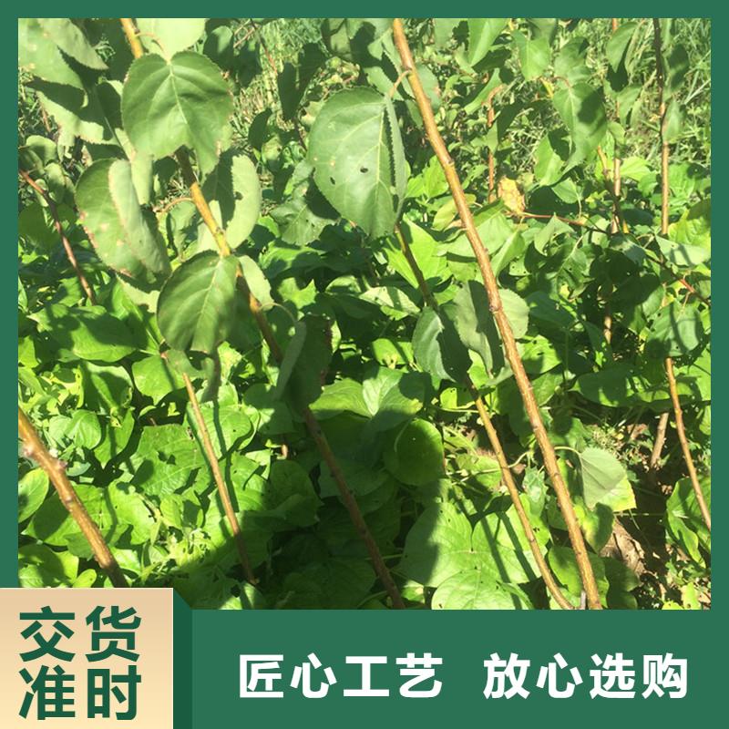 杏_梨树苗质量层层把关