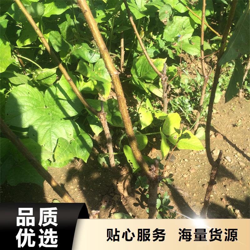 【杏李子苗免费获取报价】