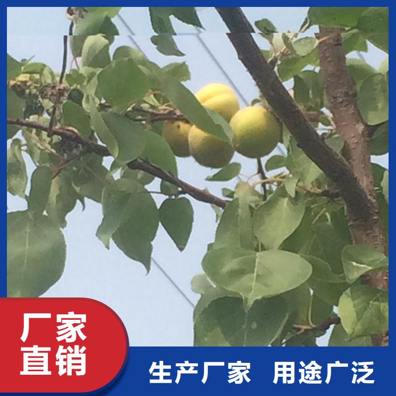 杏_苹果苗工厂直销