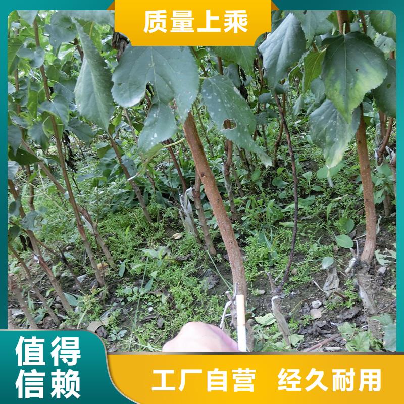 杏,梨树苗源头工厂量大优惠