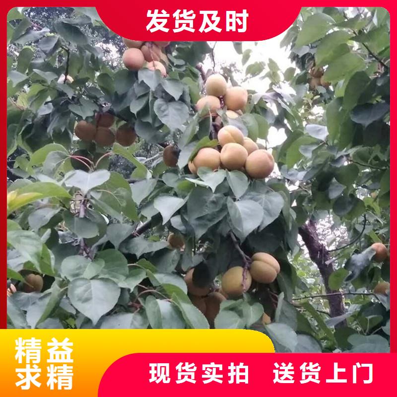 杏樱桃苗优良工艺