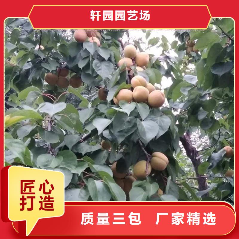 杏石榴树工艺层层把关