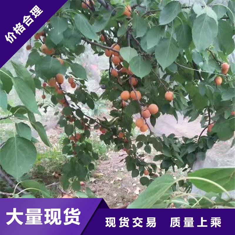 杏-樱桃苗质量无忧