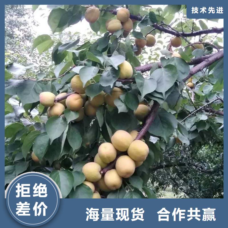 杏樱桃苗标准工艺