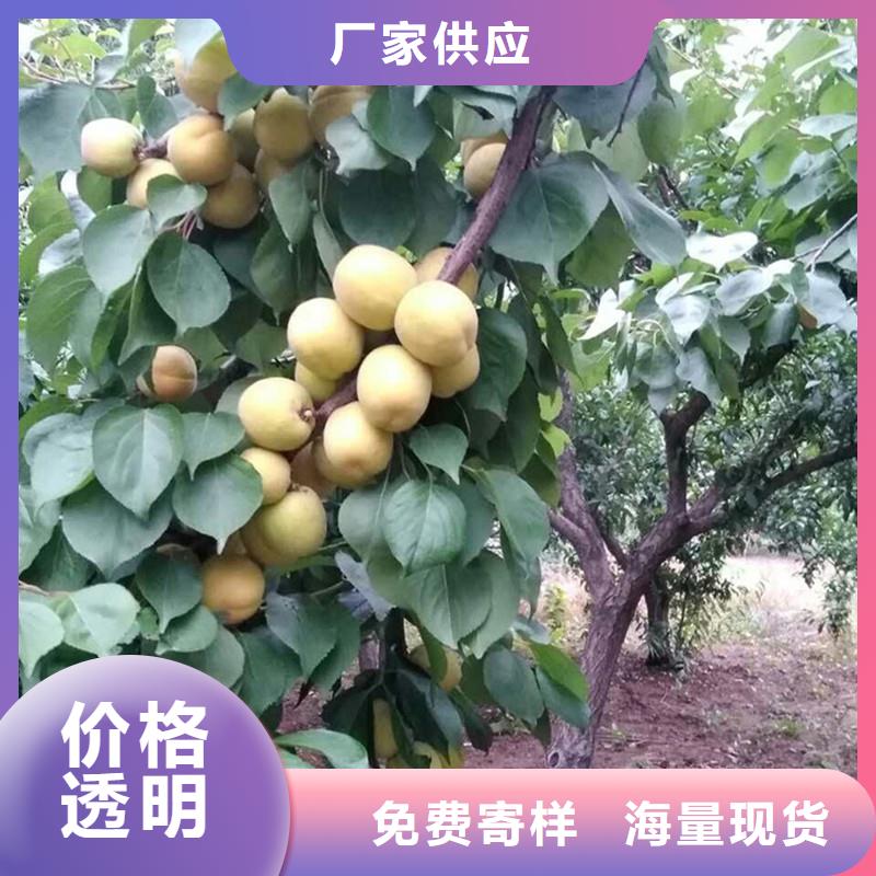 杏无花果苗检验发货