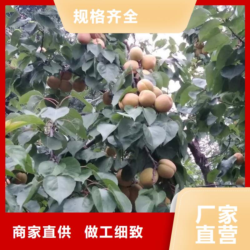 杏樱桃苗标准工艺