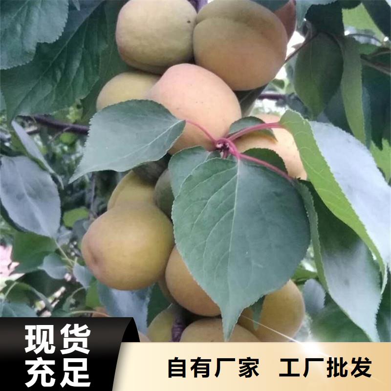 【杏李子苗分类和特点】