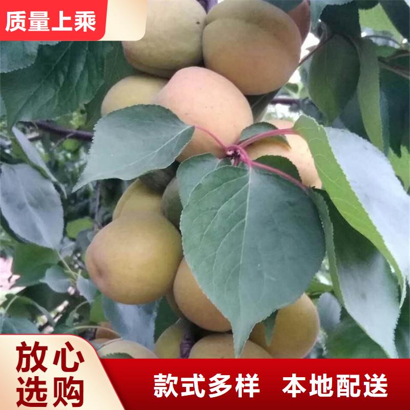 杏苹果苗工厂批发