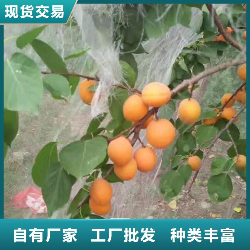 杏石榴树工艺层层把关