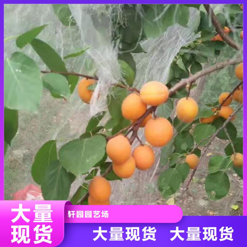 杏-蓝莓苗详细参数