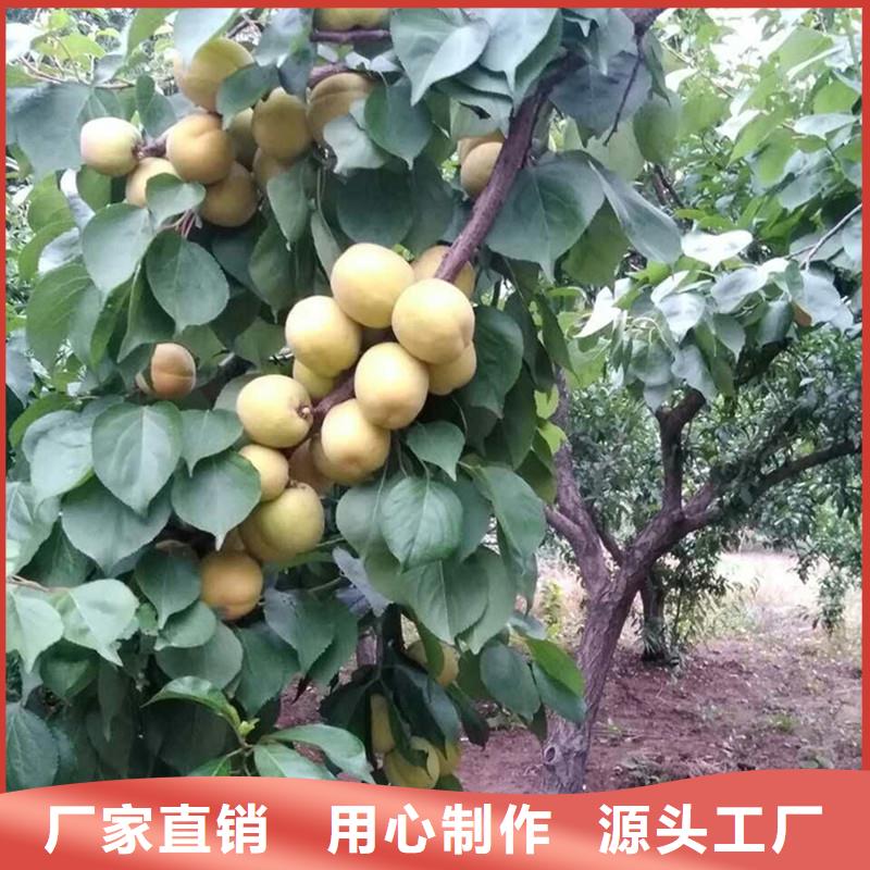 杏石榴树工艺层层把关