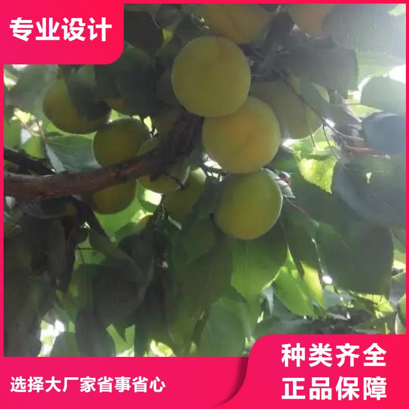 杏杏树苗大库存无缺货危机