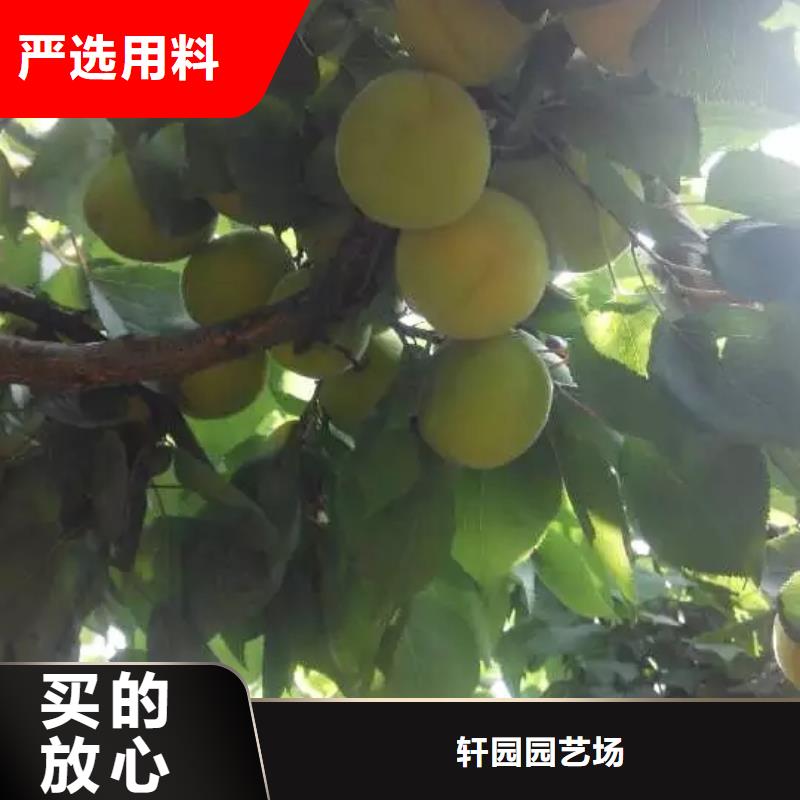 杏樱桃苗标准工艺