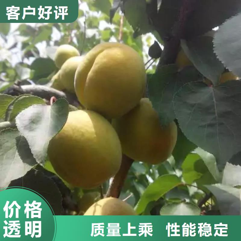 杏无花果苗检验发货