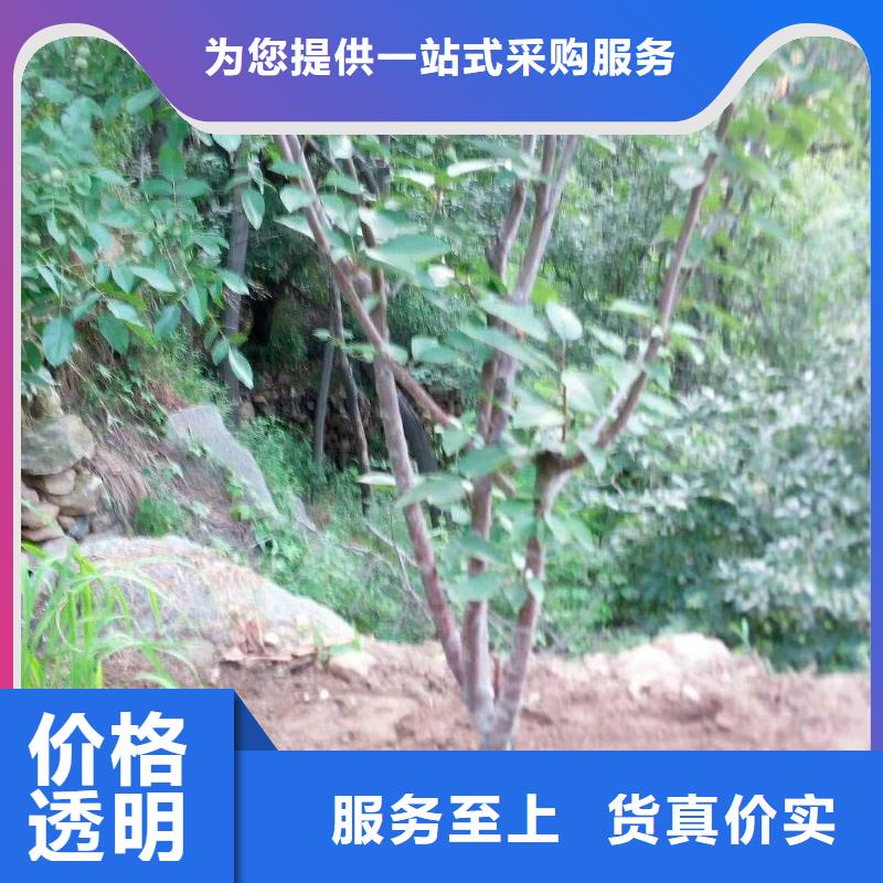 【杏,红石榴苗基地实体厂家大量现货】