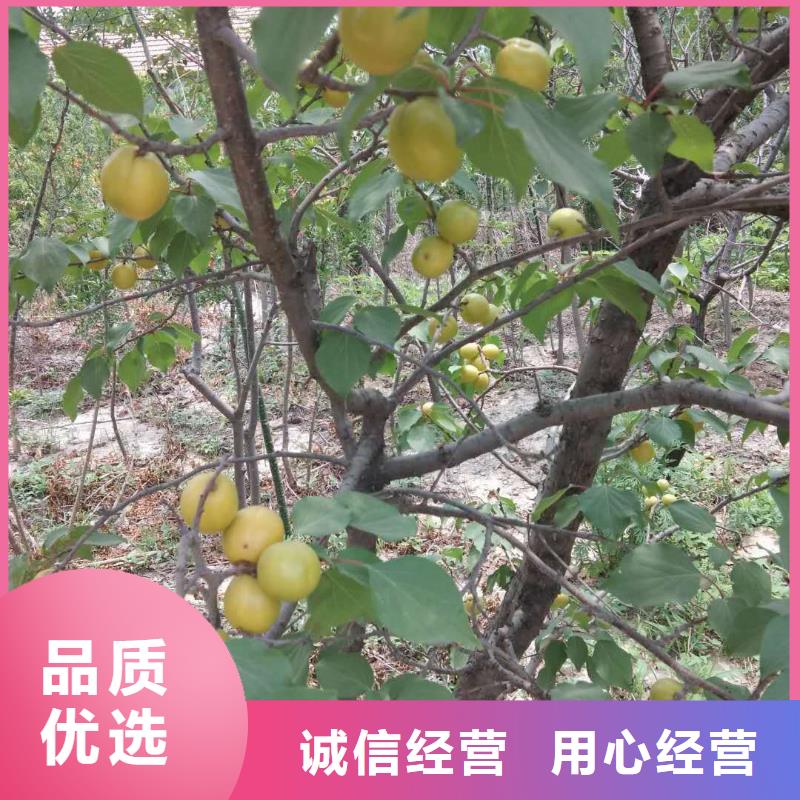 【杏李子苗分类和特点】