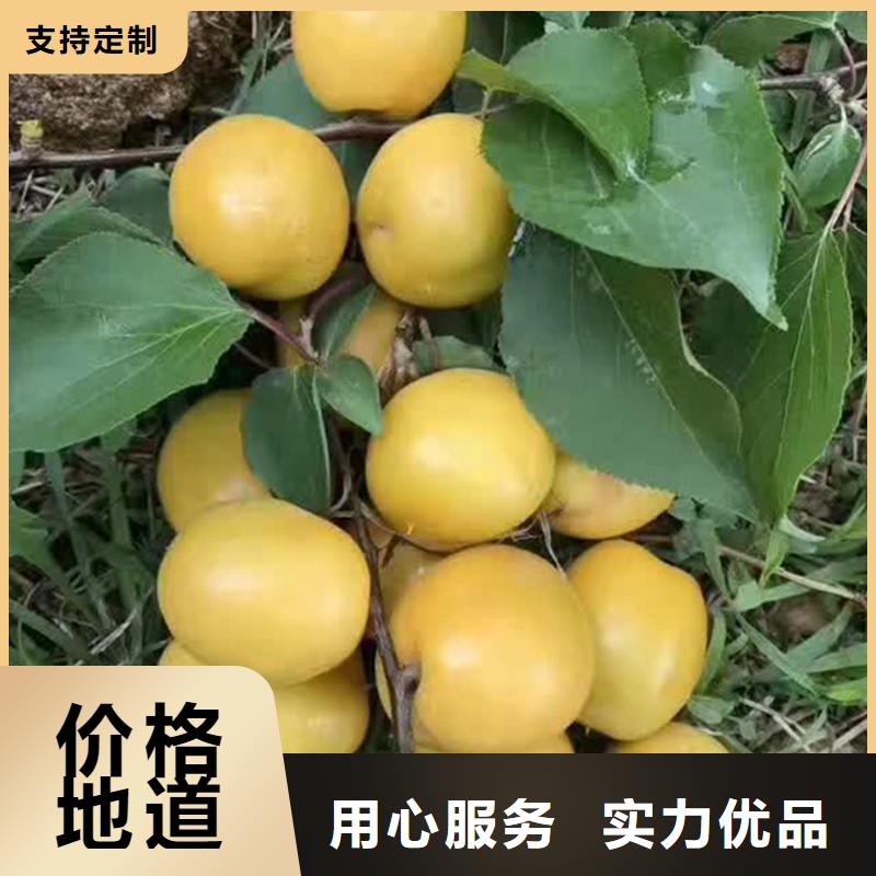 杏-樱桃苗质量无忧