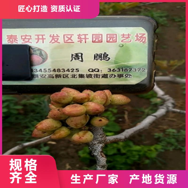 开心果石榴树销售的是诚信