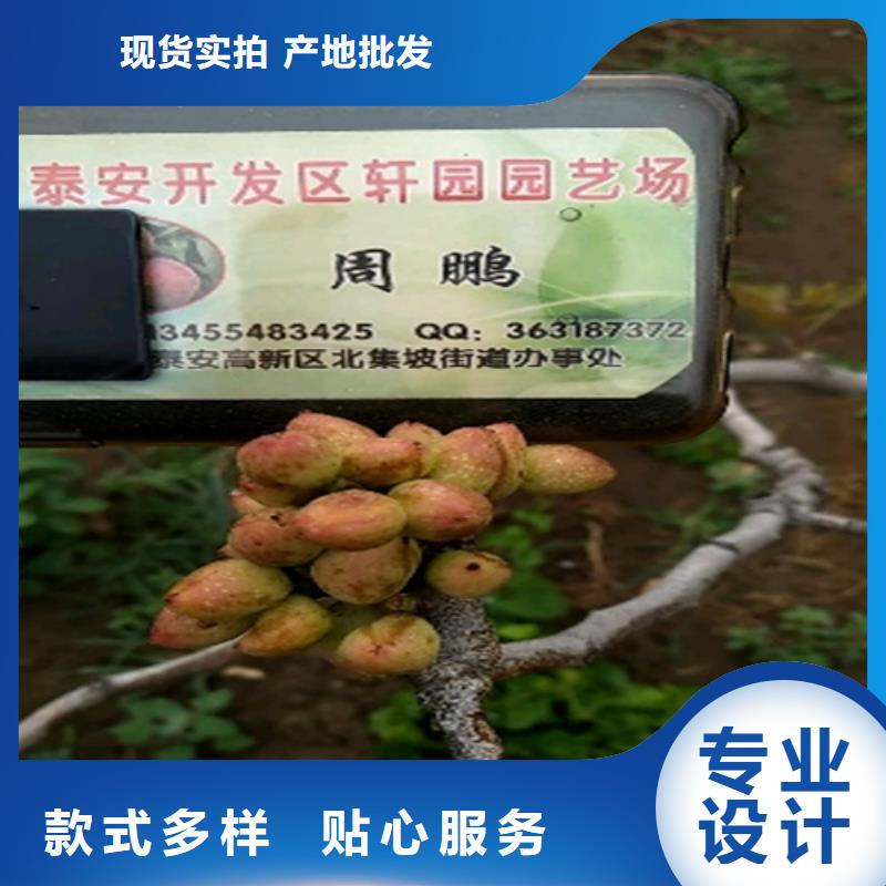 开心果,苹果苗用心经营