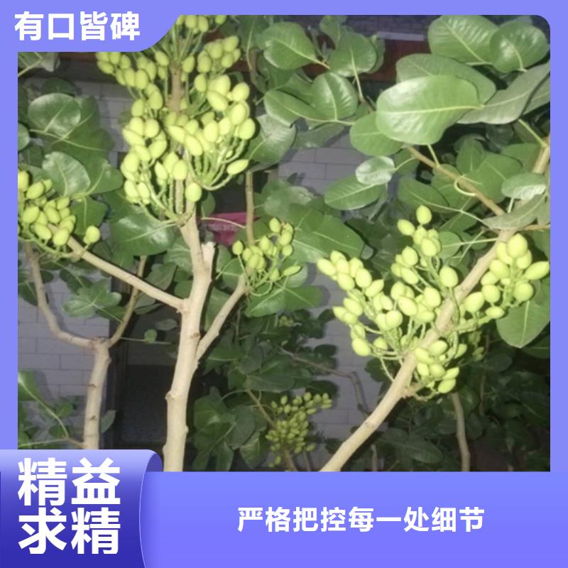 【开心果】樱桃苗专业厂家