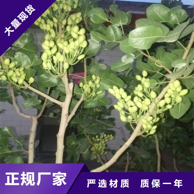 开心果【无花果苗】厂家现货批发