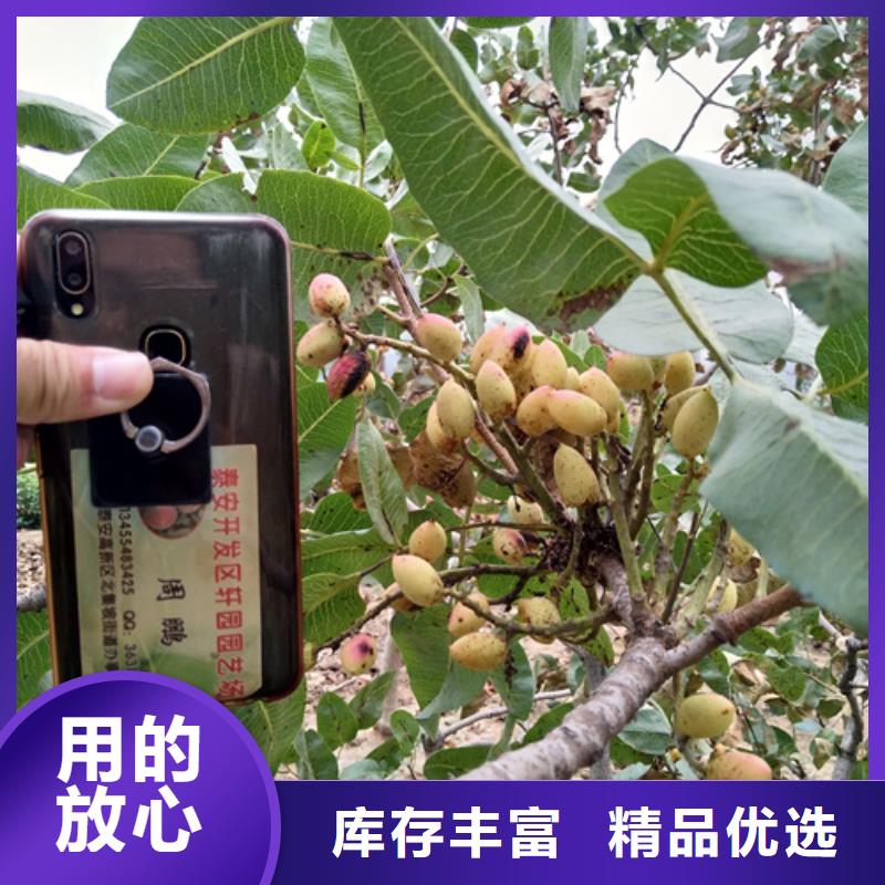 开心果_苹果苗精选优质材料