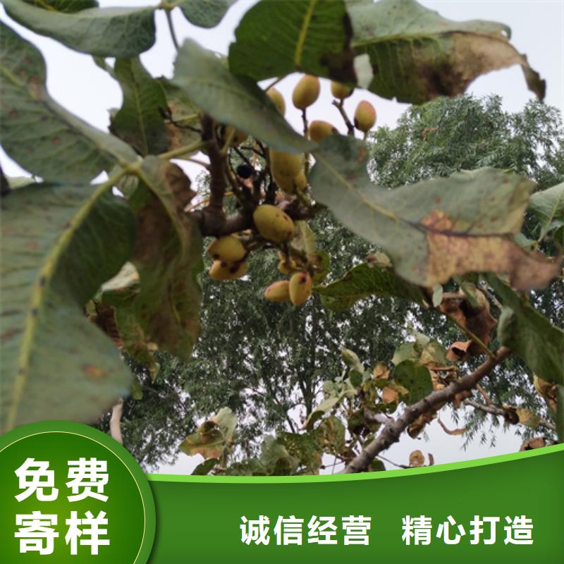 开心果【石榴树】适用范围广