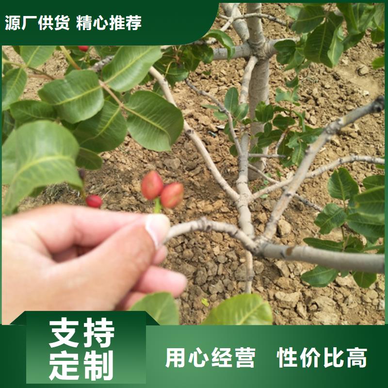 开心果-苹果苗优质原料