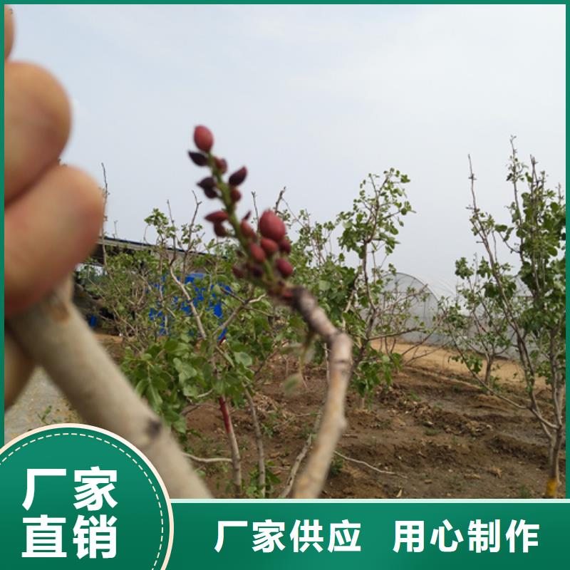 开心果【苹果苗】一站式采购商