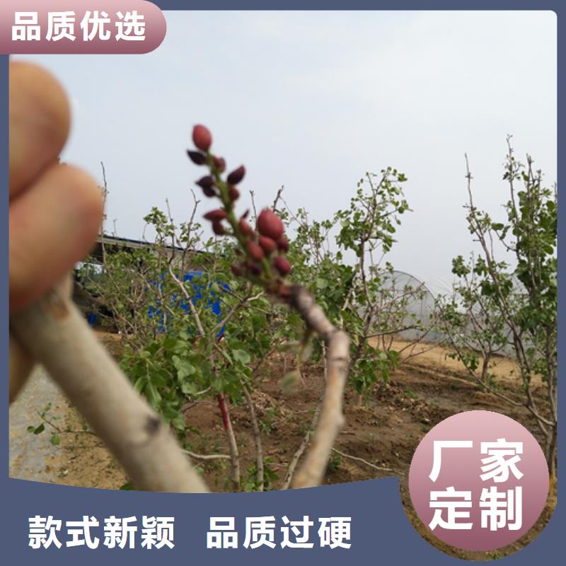 开心果桃树苗厂家精选