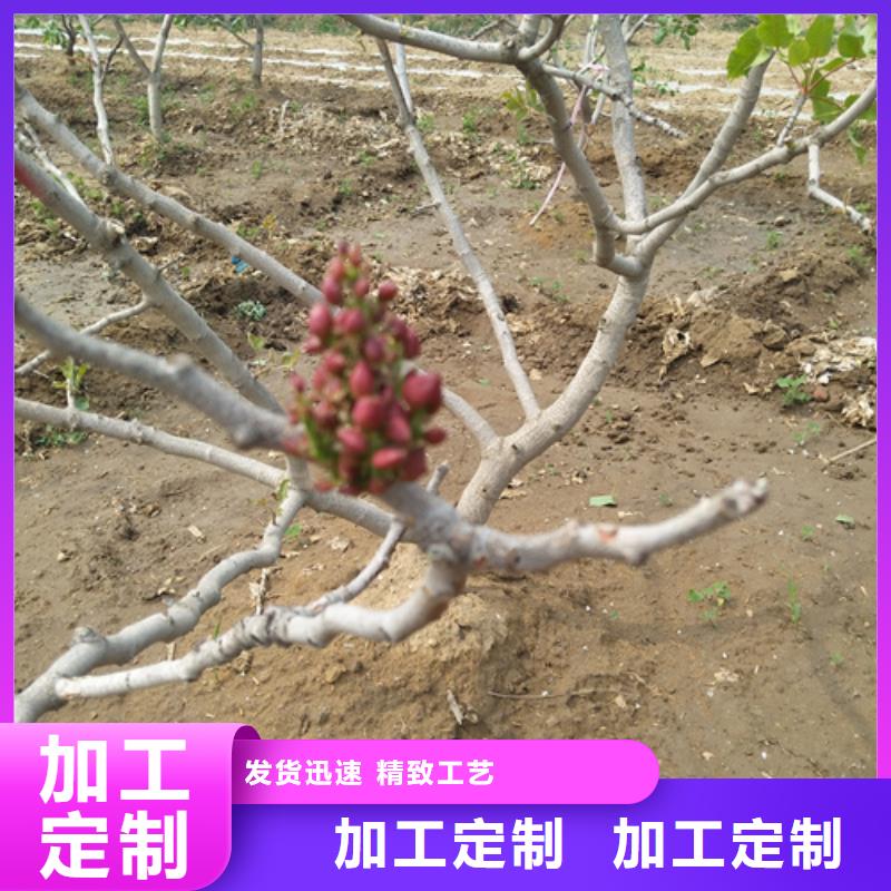 开心果苹果苗安心购