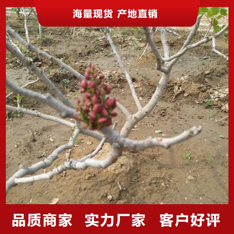 开心果【无花果苗】厂家现货批发