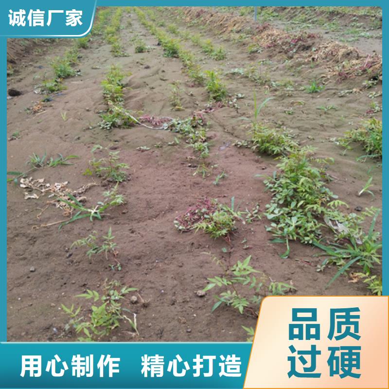 开心果樱桃苗源厂供货