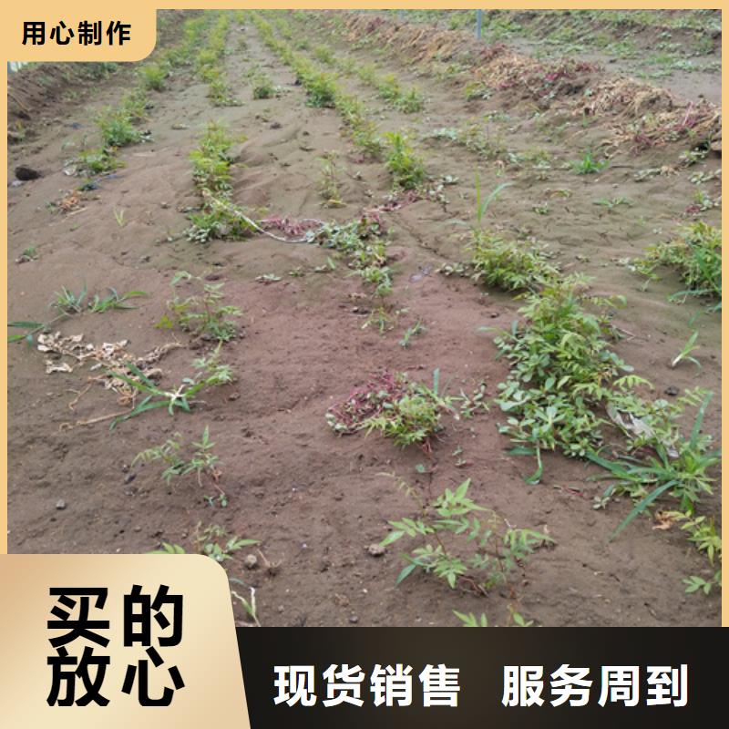 开心果_苹果苗精选优质材料