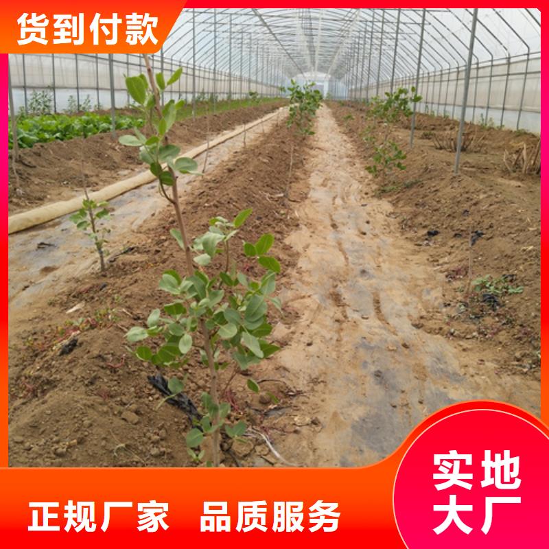 开心果_苹果苗精选优质材料